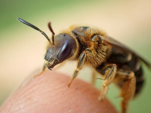 Orange-legged Furrow Bee