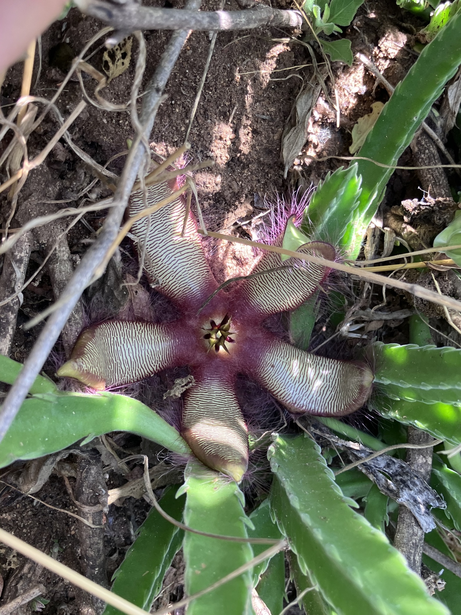 Stapelia gettliffei