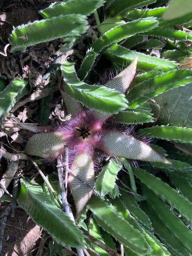 Stapelia gettliffei