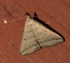 Lysimelia lenis