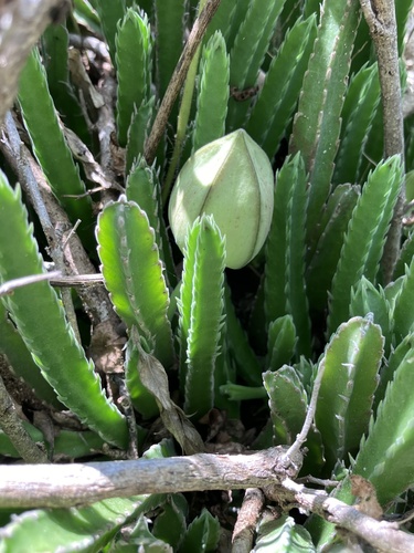 Stapelia gettliffei