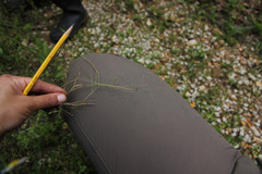 Agrostis elliottiana