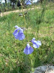 Salvia reptans