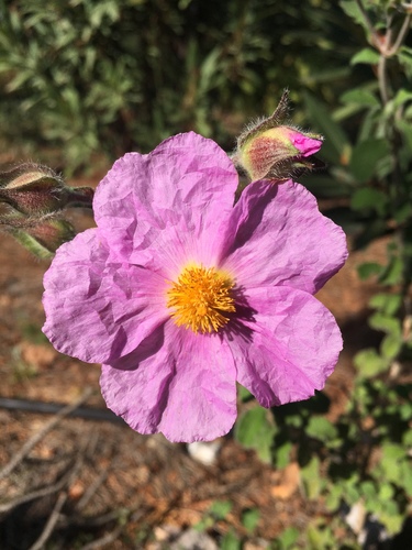 Cistus creticus