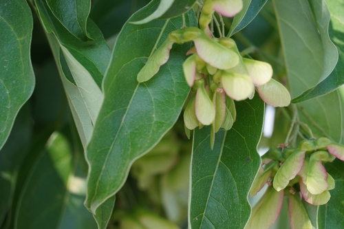 Acer albopurpurascens (Acer albopurpurascens)