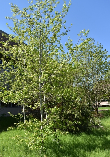 quaking aspen