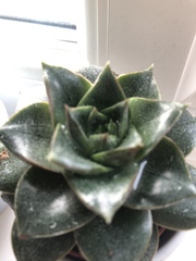 Echeveria purpusorum