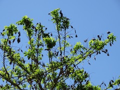 Lonchocarpus longistylus