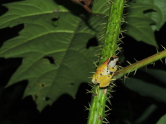 Pristimantis omeviridis