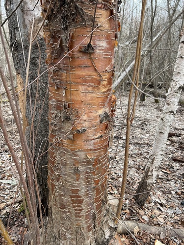 Prunus glandulifolia