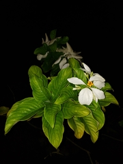 Ixoroideae