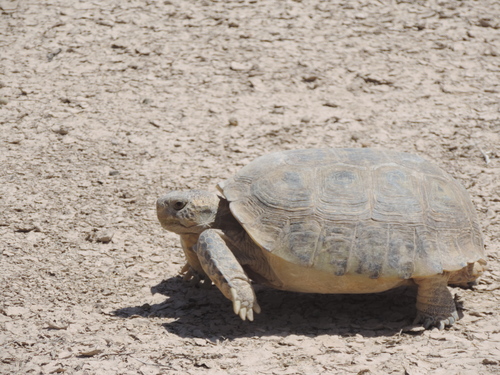 Gopherus flavomarginatus