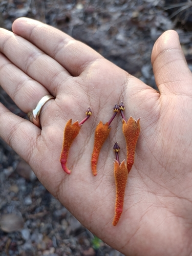 Image of Firmiana colorata by (c) Malaika Mathew Chawla, some rights reserved (CC BY)