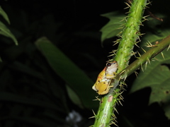 Pristimantis omeviridis