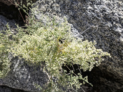 Galium stellatum