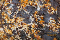 Pseudombrophila guldeniae