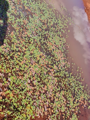 Nardoo (Marsilea crenata)