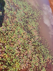 Marsilea crenata
