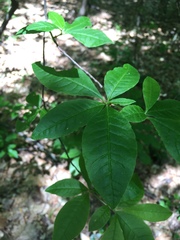 Rhododendron prunifolium
