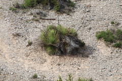 Agave striata falcata