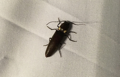 Ignelater havaniensis