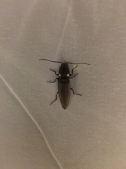 Ignelater havaniensis