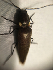 Ignelater havaniensis