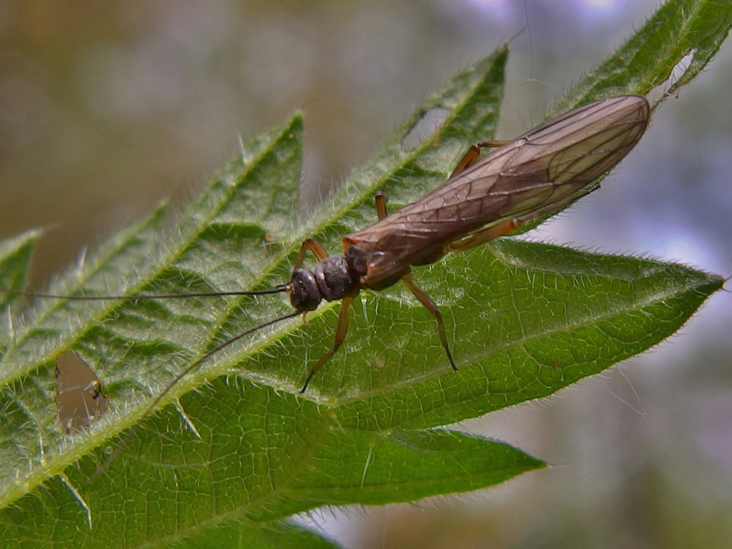 Rolled-winged, Forest, and Winter Stoneflies