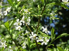 Tabernaemontana amygdalifolia