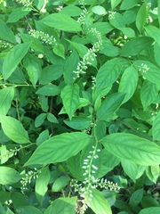 Itea