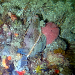 Lugubrilaria lugubris