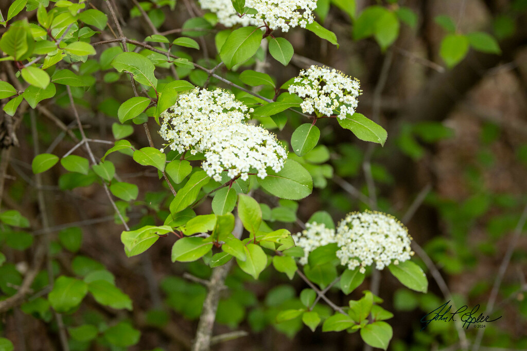 Blackhaw from Woodbridge, VA 22191, USA on April 13, 2024 at 08:11 AM ...