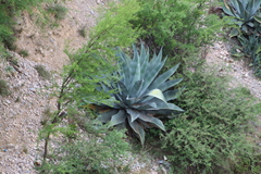 Agave