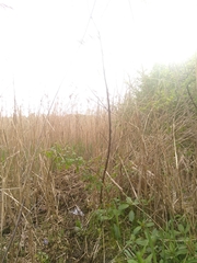 Acrocephalus scirpaceus