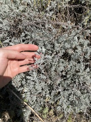 Artemisia vallesiaca, photograph (c) norgram, some rights reserved (CC BY)