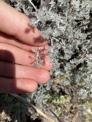 Artemisia vallesiaca, photograph (c) norgram, some rights reserved (CC BY)