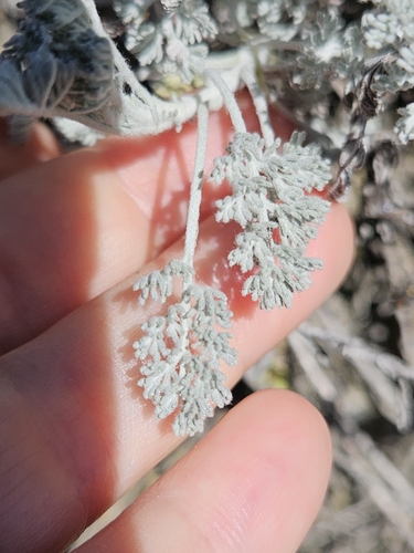 Artemisia vallesiaca, photograph 1