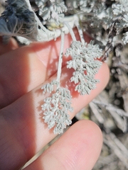 Artemisia vallesiaca, photograph (c) Alessia Guggisberg, some rights reserved (CC BY-SA)