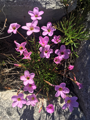 Oxalis polyphylla