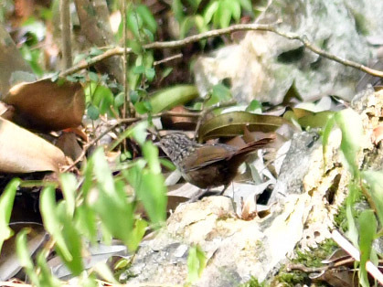 Annam Limestone Babbler (Gypsophila annamensis)