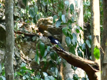 White-rumped Shama