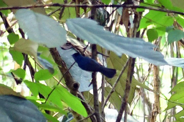Black-naped Monarch