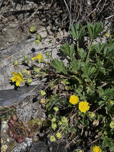 Spring cinquefoil (Potentilla pusilla)