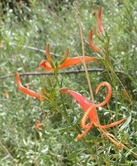 Anisacanthus linearis