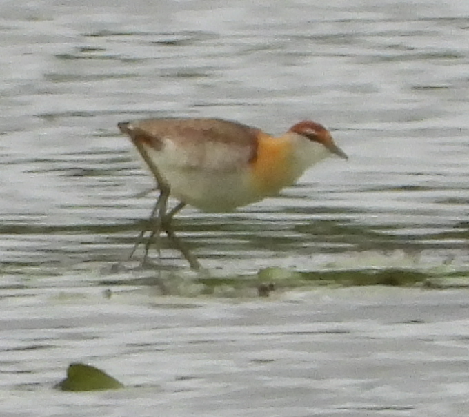 Lesser Jacana (Microparra capensis), photo 3