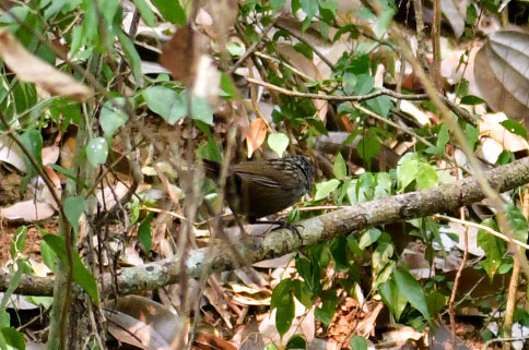 Variable Limestone Babbler