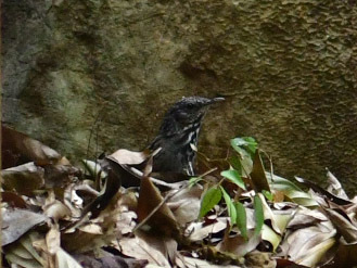 Variable Limestone Babbler