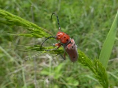 Tetraopes texanus