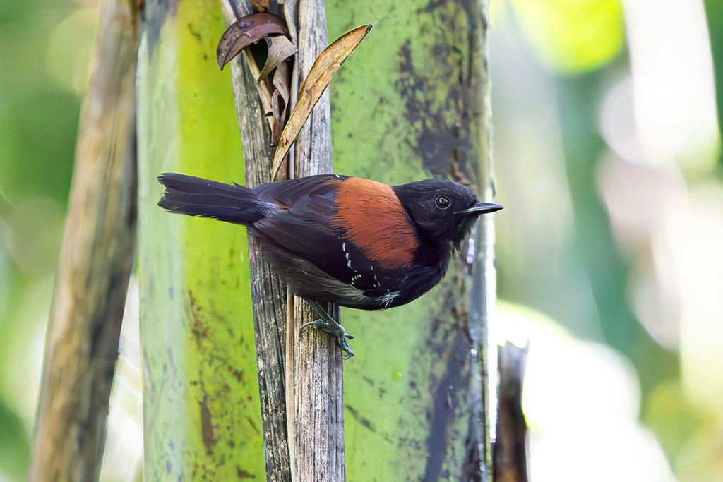 Black-hooded Antwren photo