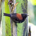 Black-hooded Antwren - Photo (c) Bruno Siqueira, some rights reserved (CC BY-NC), uploaded by Bruno Siqueira